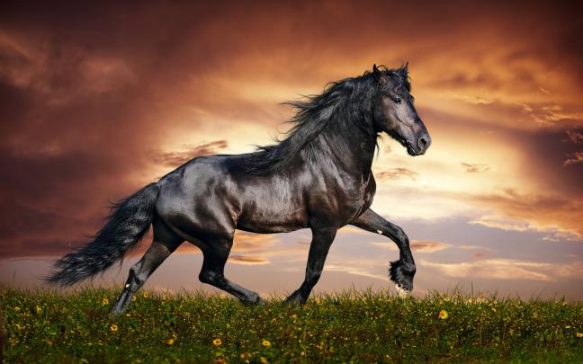 Horse Desktop Wallpaper
