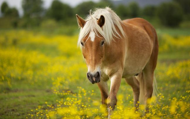 Horse Wallpapers For Computer
