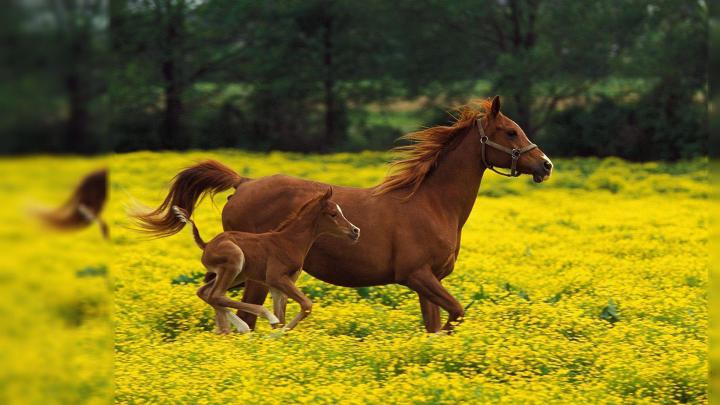 Free Horse Desktop Wallpapers