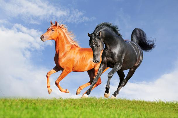 animals, Horse, Nature Wallpapers HD \/ Desktop and Mobile Backgrounds