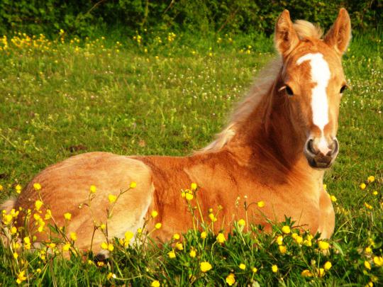 Cute Horse Wallpapers