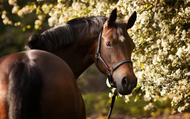 Brown Horse Hd Desktop Wallpaper 2880x1800