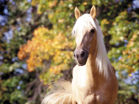 Free Horse Desktop Wallpapers
