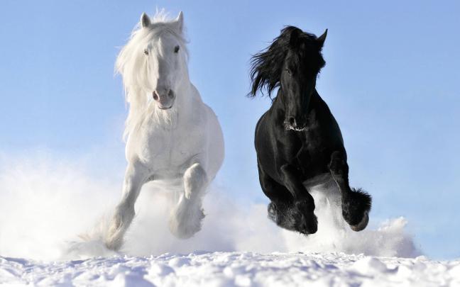 Free Desktop Wallpapers Horses