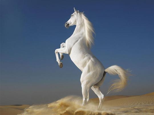 Free Desktop Wallpapers Horses