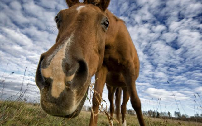 Horse HD Wallpaper | Background Image | 1920x1200 | 271721 