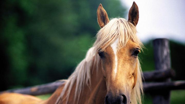 Horse Pics For Backgrounds