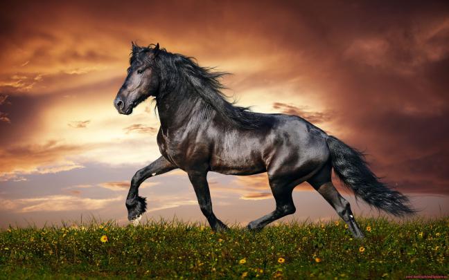 Cool Horse Backgrounds (57+ images)