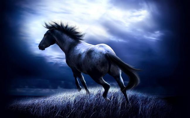 Wild Horse Wallpapers