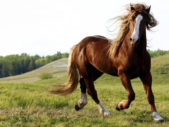 Horse Wallpapers For Computer