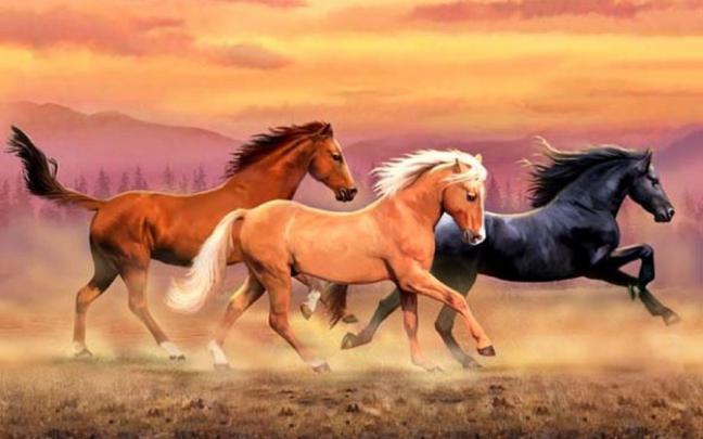 Australian Stock Horse Wallpapers