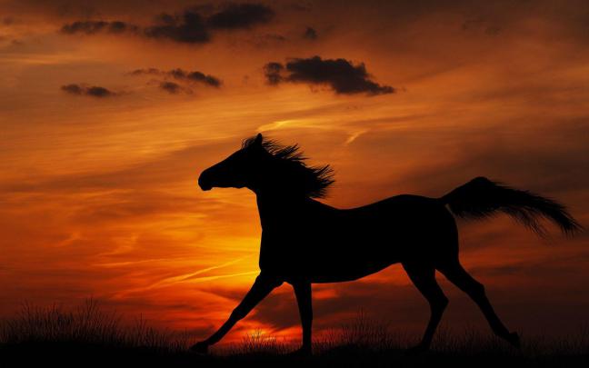 Horse Wallpapers For Computer