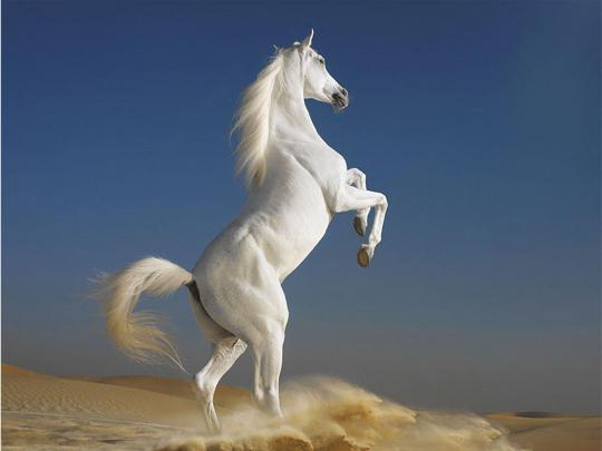 Free Desktop Wallpapers Horses