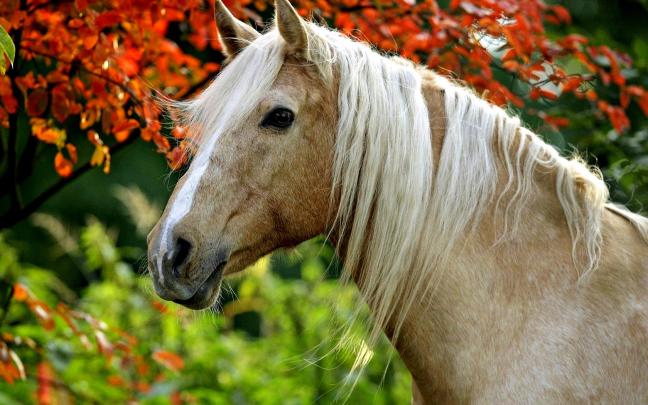 [48+] Horse Desktop Wallpaper Themes 