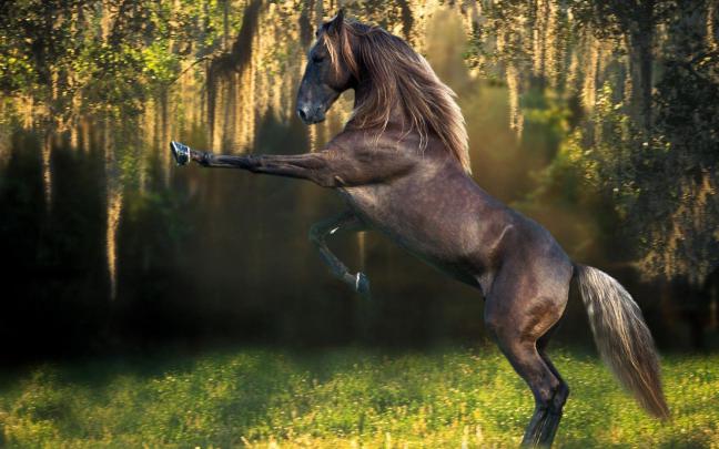 Wild Horse Wallpapers
