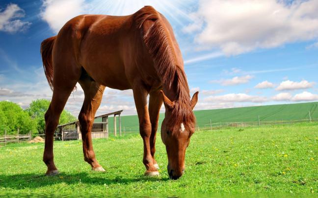 Horse Wallpapers For Computer