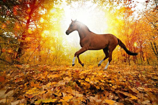 Beautiful Autumn Horses Wallpapers
