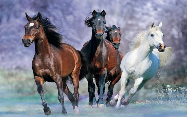 Galloping Horse Desktop Background Images Widescreen