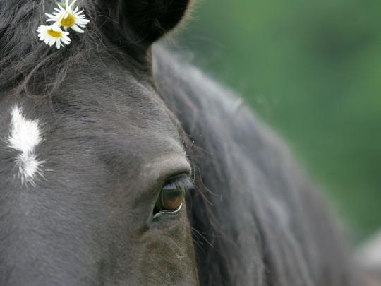 Desktop Backgrounds Horses