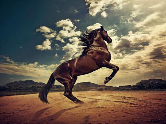HD wallpapers desktop horse free - beautiful desktop wallpapers 2014