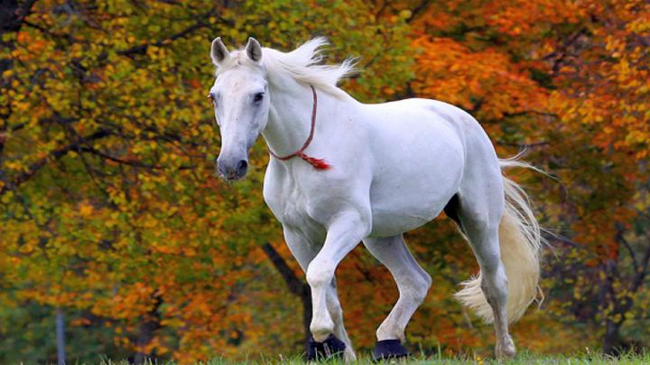 Cute Horse Wallpapers \u00b7\u2460 