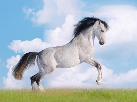 White Horse Desktop Wallpapers HD free download for windows 