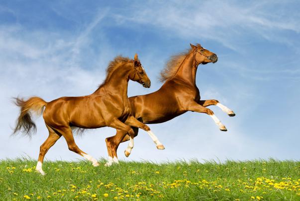 Free Desktop Wallpapers Horses