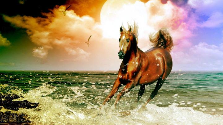 Horse Desktop Wallpapers