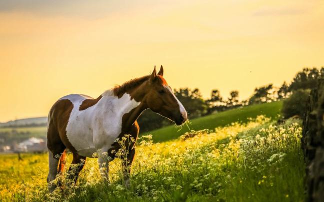 60+ Horse backgrounds \u00b7\u2460 Download free stunning High Resolution 