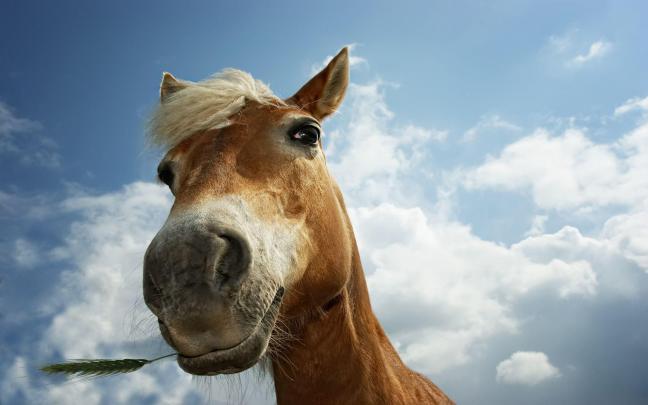 Free Horse Desktop Wallpapers