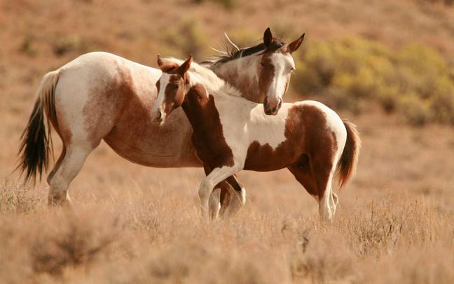 Horse Desktop Backgrounds