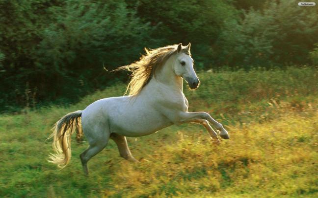 Free Horse Wallpapers For Computer