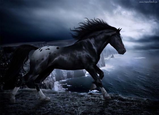 Horse Desktop Backgrounds Free