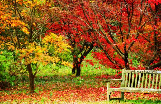 [65+] November Wallpaper 