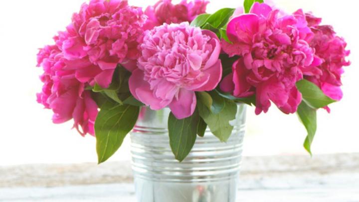 Peony Desktop Wallpaper