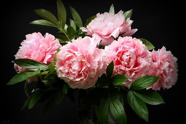Peony HD Wallpaper | Background Image | 1950x1300 | 1109732 