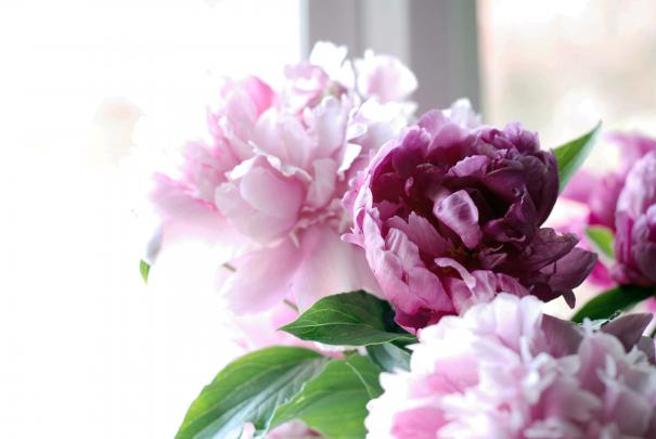 Peony Desktop Wallpapers - Top Free Peony Desktop Backgrounds 