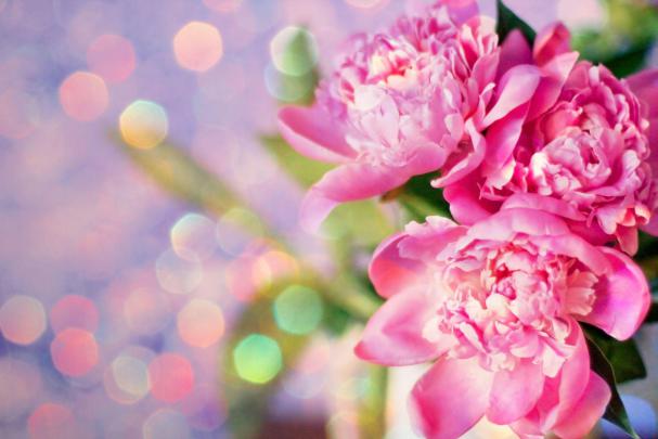 Pink Peony Wallpapers