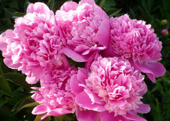 Pink Peony Wallpapers