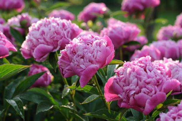 Peony HD Wallpaper | Background Image | 3000x1993 | 766845 