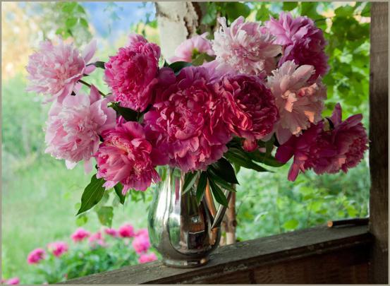 [37+] Peonies Wallpaper Desktop 