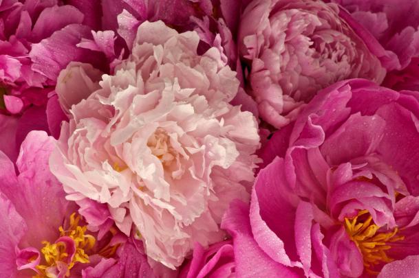 Peony Wallpapers