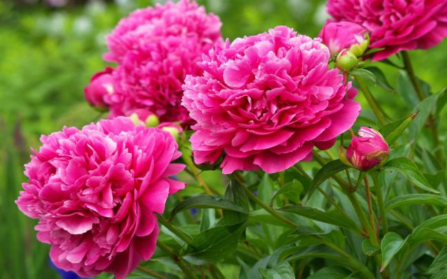Nature Flowers Peonies with a beautiful pink color HD Desktop Wallpaper 
