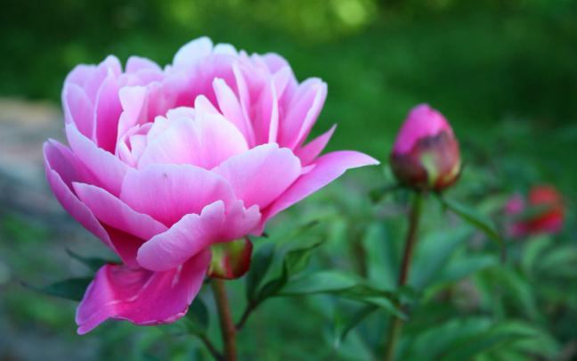 Peony Wallpapers
