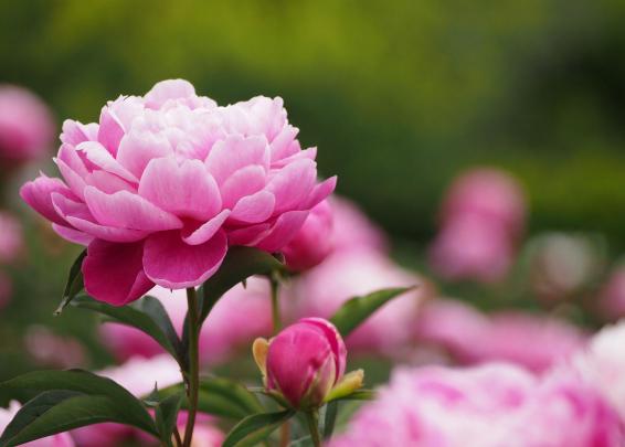 Peony Wallpapers