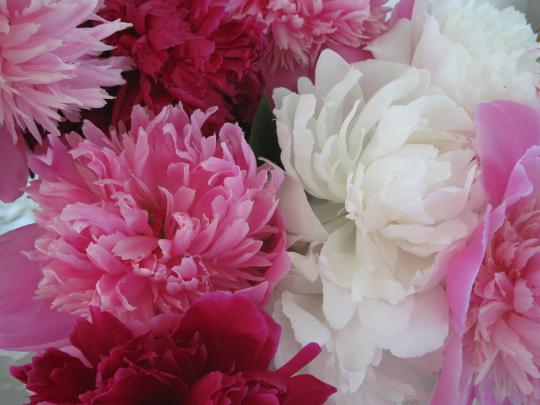 Peony Wallpapers