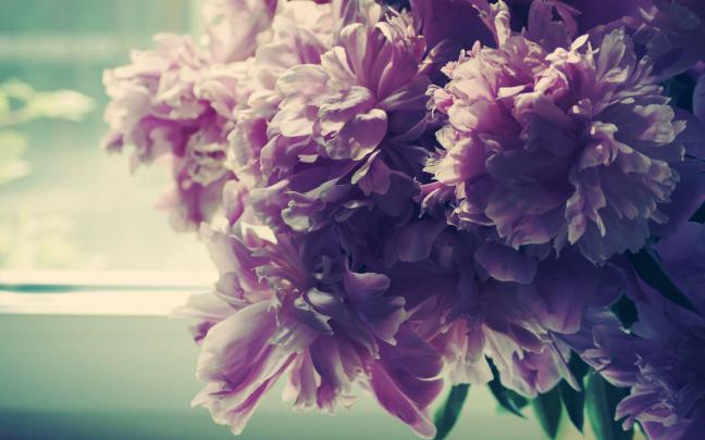 Peonies Wallpapers