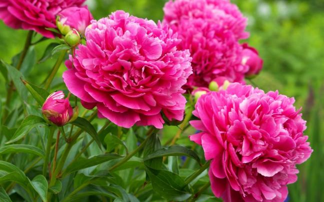 Peonies Wallpaper Desktop (58+ images)