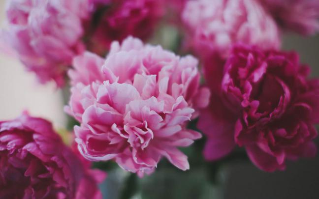 Peony Wallpapers Desktop
