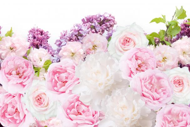 Pink Peony Wallpapers